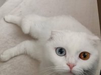 Giresun içi scottish fold 3 yaş dişi
