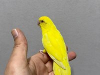 FORPUS YAVRU PAPAĞANLARIM GÖNDERİM SAĞLANIR