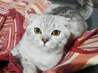 Scottish Fold Silver Erkek