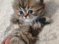 İran Persian