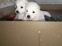 Samoyed yavrular