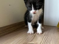 Ücretsiz yavru kediler sahiplendirme