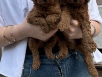 Ev üretimi dişi erkek Toy Poodle bebekler