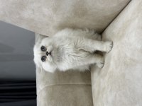 A Kalite Safkan Scottish Fold Longhair Aşılı Karneli