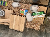 Dişi Hamster