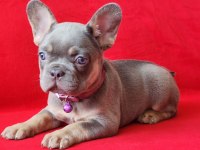 French bulldog yavrularımız