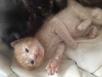 Sphynx melezi yavrular