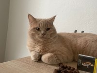 ÜCRETSİZ SAHİPLENDİRİLECEK KEDİMİZ