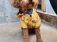A kalite maltipoo yavrularımız