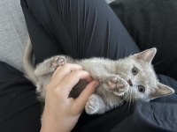 British Shorthair Yavru 2 Aylık