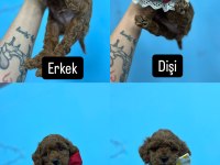 Renk kürk ve ırk garantili toy poodle bebeklerim