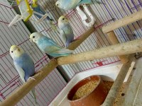Forpus House farkıyla Bebek Rainbow muhabbet kuşları