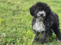 Silver ausie doodle yavrumuz