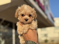 Show kalite tea cup kore maltipoo yavrularmız