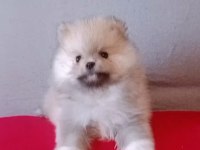 Pomeranian Boo Baby Face