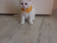 2 aylık pamuk british longhair