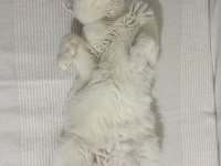 Scottish fold sütlaça yuva arıyoruz