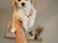 A Kalite Safkan Maltipoo