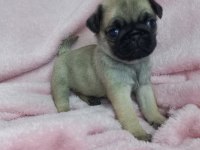 Pug yavruları
