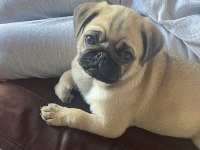 TATLI PUG 2 AYLIK