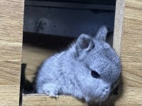 Cüce bebeklerimiz (chinchilla)