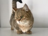 Munchkin cüce kedimiz