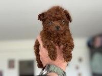 Petmode köpek çiftliğinden tea cup poodle yavrular