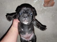 French bulldog 24 günlük