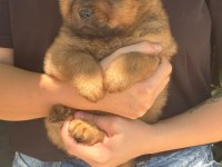Chow chow yavru köpeğimiz