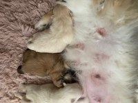 Küçük yavrular rezerve edilecektir pomeranian boo
