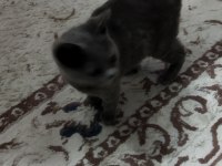 3.5 aylık dişi british shorthair