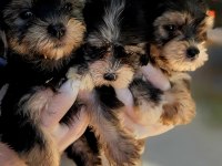 Morkie yavrularımız harika bebişler