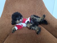 FULL EĞİTİMLİ DİŞİ TOY POODLE