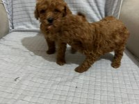 RED BROWN TOY POODLE YAVRULAR
