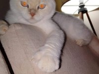 Scottish fold erkek çipli