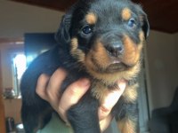 A Şecereli Anne Babanın Kaliteli Rottweiler Bebekleri