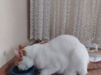 Bıyıklı beyaz kedimiz Tarçın bey