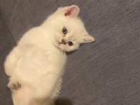Dişi blue point british shorthair