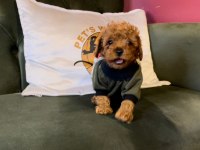 Pets World Kentpark garantisi ile Toy Poodle yavrularımız