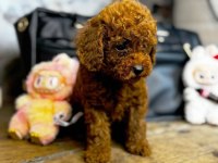 3 Aylık Aşıları tam Toy Poodle