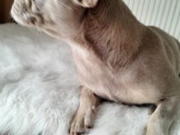New shade isabella and tan fluffy carrier dişi köpeğimiz