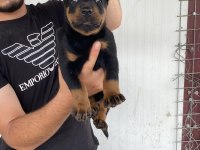 Üst Kalite King Doberman Yavruları