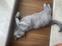 British Shorthair Yavrumuz Sahiplendirilecektir