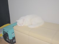Beyaz mavi gözlü british shorthair oğluma yuva