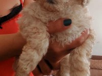 MALTİPOO BEBEKLER DİŞİ ERKEK MEVCUD