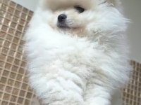Pomeranian Boo Sevimli Bebekler