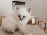 Şecereli anneden ve babadan ragdoll