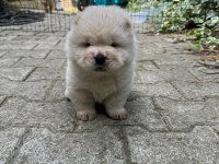 Chow chow (Çin Aslanı) Yavrularımız