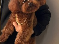 TOY POODLE KÖPEĞİ