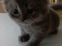 Scottish straight ve scottish fold yavrular
